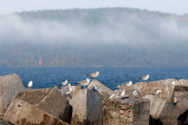 foggy landscape with seagulls sitting on stones