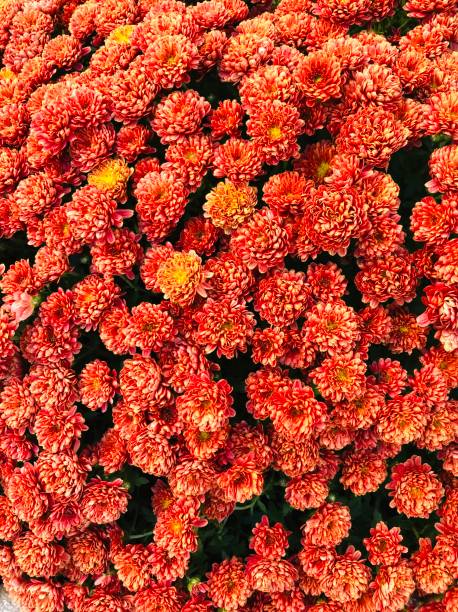A carpet of burnt orange-colored mums create lush autumnal splendor in a Hoboken, New Jersey flower bed. Photo Credit: Kathy Feeney