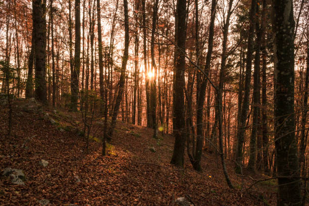 istock The Woods and the Sun 1284615740