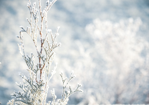 tree branches with frost