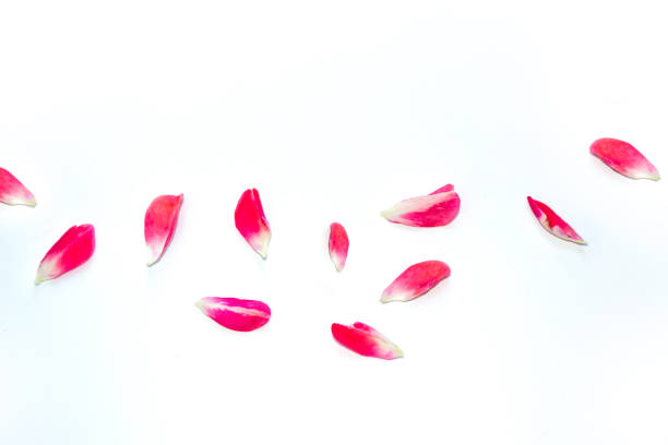 istock pink rose petals. Natural floral background. 1284616822