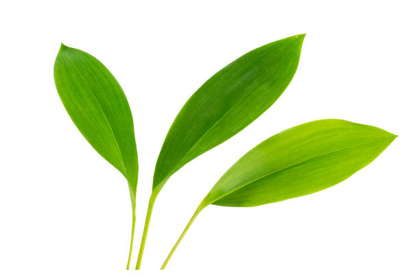 istock Lily of the valley flower on white background. 1284616953