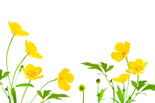 Yellow wildflowers buttercup isolated on white background. flower