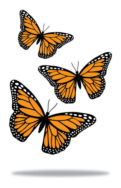 Three Butterflies With Shadow Vector illustration of three flying monarch butterflies above a shadow. monarch butterfly stock illustrations