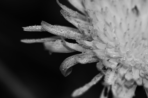 Macro close up black and white photo of a dandelion flower head with water droplets on the flower petals
