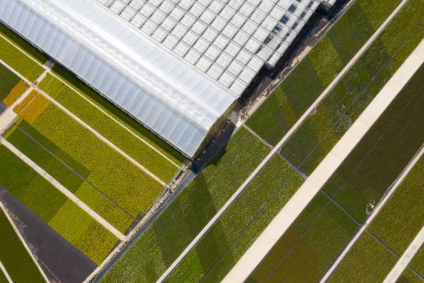 istock Plantation and greenhouse, aerial view 1284617997