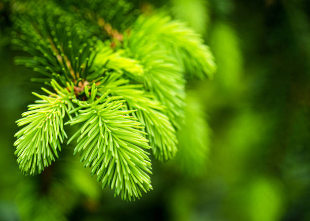 красивые ветви с молодыми ростками ели. - pine tree nature macro needle стоковые фото и изображения