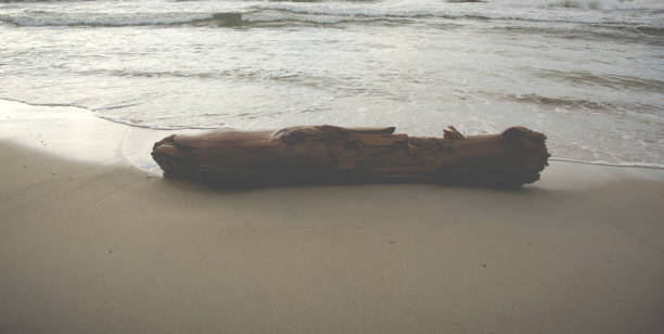 istock old driftwood laying on a sandy beach 1284618147