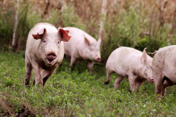 istock pigs organic pig breeding 1284618933