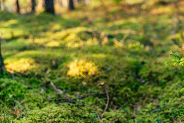 istock Isolated Spider Web with Spider in it in the Forest with Blurred Foliage in the Background - Sunny Autumn Day 1284618943