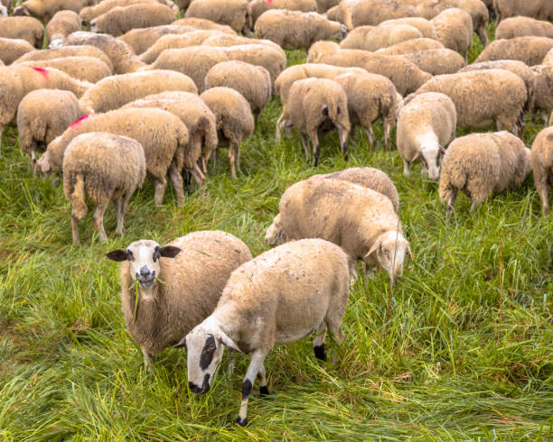 istock Herd of sheep grazing 1284619576