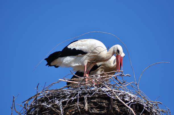 istock White stork at nest (Ciconia ciconia), Rust, Burgenland 1284620755
