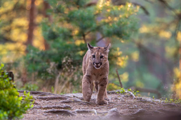 istock Puma runs frotal towards the viewer 1284621010