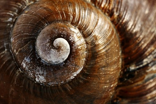 Close up on the shell of a snail. Selective focus, dark background