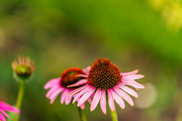 istock Isolated White Flower on Left Side with Green Background and Copy Space 1284621978
