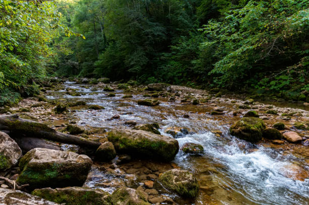 istock Landscape with summer mountain river and green forest 1284623248