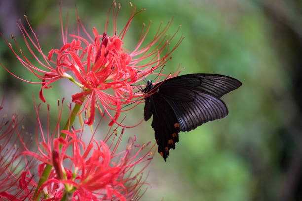 Cluster amaryllis and butterflies A butterfly that perches on a cluster amaryllis red spider lily stock pictures, royalty-free photos & images