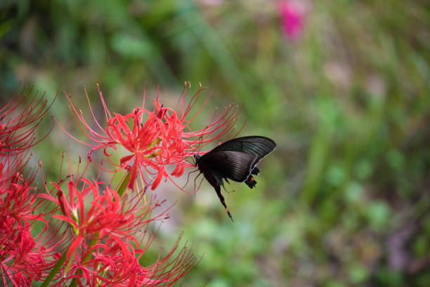 istock Cluster amaryllis and butterflies 1284627729