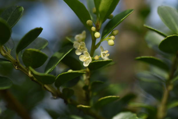 istock Japanese holly (Ilex crenata) flowers 1284627958