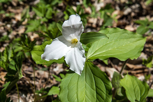 Close up of a white trillium wild flower in nature