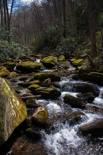 Water flowing over moss covered rocks in a forest setting.