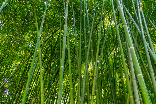 Exotic lush green bamboo tree canopy - Vietnam