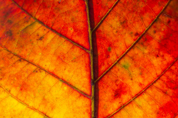 istock Closeup texture of a red leaf, background 1284634659