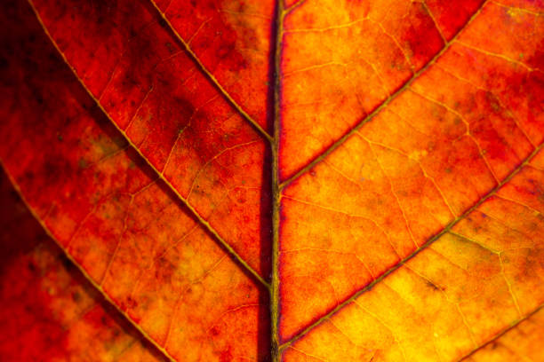 istock Closeup texture of a red leaf, background 1284634674