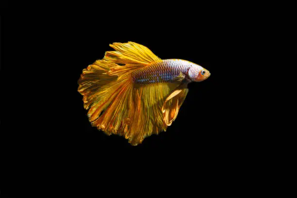 Multi color Siamese fighting fish(Rosetail)(half moon),fighting fish,Yellow Betta splendens,on black background with clipping pat