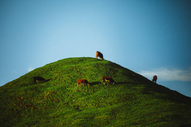 Dry stock cattle on a central north island farm in New Zealand.