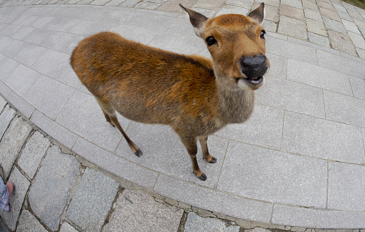 Nara, Japan, 1st Jan 2020, herd of wild deer along the street of Nara