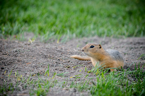 Least Chipmunk, Eutamias minimus or Neotamias minimus, Eating Rabbitbursh, White Mountains in California, Inyo National Forest, Chordata, Mammalia,  Rodentia, Sciuridae