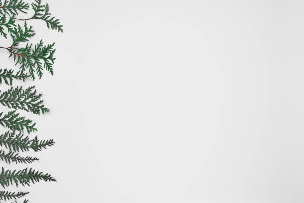 istock Green twigs of thuja on a white background. Copy space, flat lay, mock up, top view. 1284636633