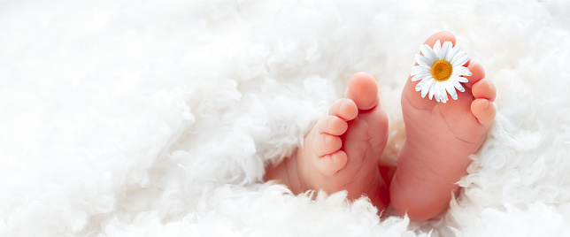 Newborn Baby's Feet Wrapped In Soft Blanket With White Daisy - Infant Care Concept