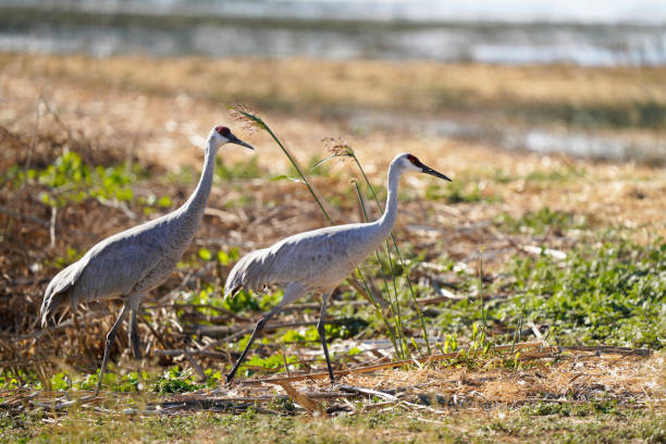 istock Sandhill Crane Couple 1284639982