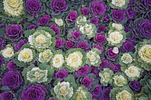 Purple and white ornamental cabbage plants in fall garden, top view