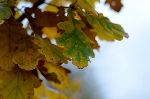 Withered autumn leaves on trees in autumn park. Abstraction of colorful autumn leaves