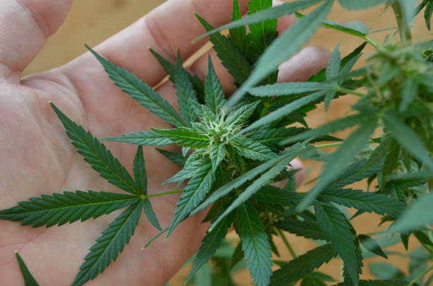 istock Human holds with hand a young cannabis bush 1284641954