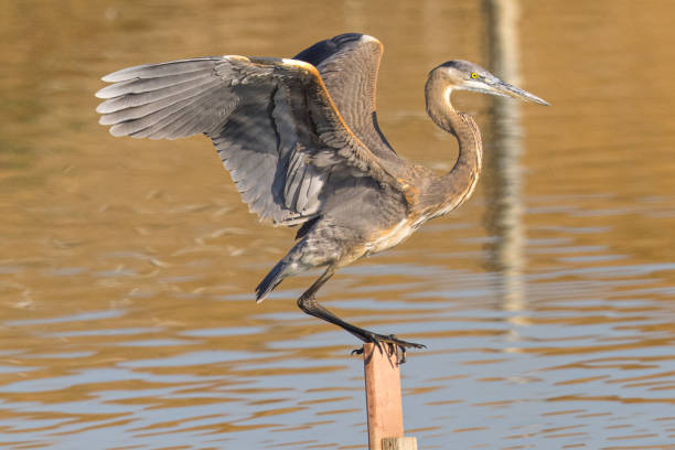 istock Great blue heron in beautiful light, seen in a North California marsh 1284642049