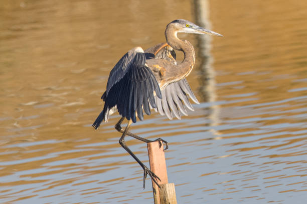 istock Great blue heron in beautiful light, seen in a North California marsh 1284642128