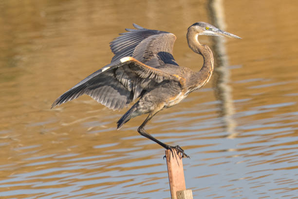 istock Great blue heron in beautiful light, seen in a North California marsh 1284642136