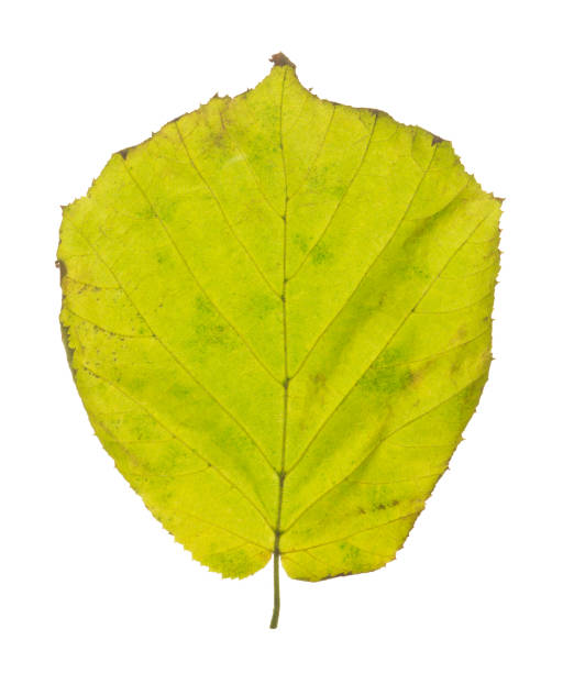 istock Common hazel, Corylus avellana leaf in autumn colors isolated on white background 1284643864