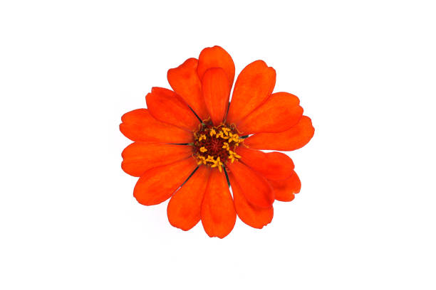 zinnia isolated in white background