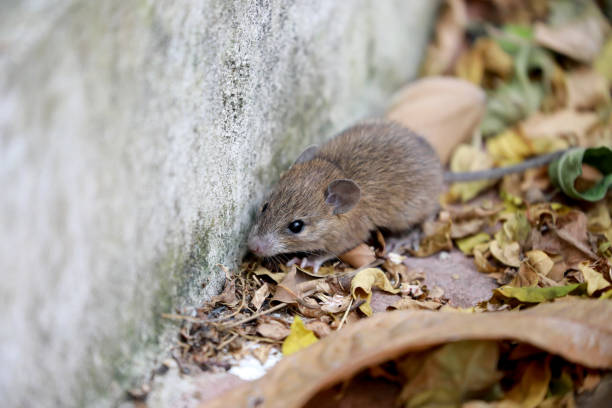 乾燥した葉の背景にラットを閉じます。動物伝染病の概念。 - young animales ストックフォトと画像