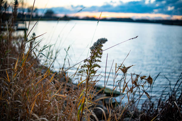 istock Twig Growing By the Lake 1284653753