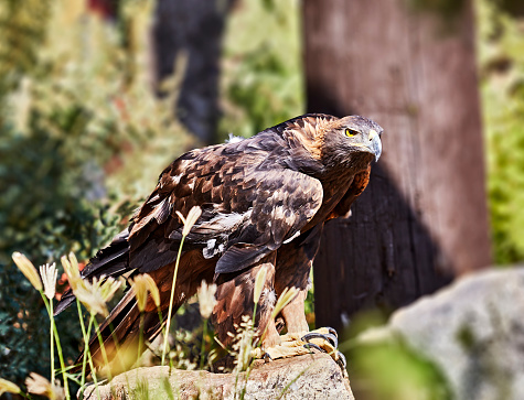 Close up of a Rescued Golden eagle turning to look at the camera with shallow depth of field