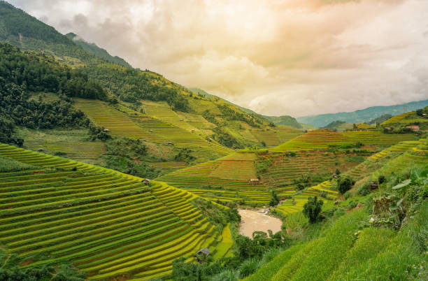 istock Beautiful Dramatic view of growing golden paddy rice field with stream flows through into Mu cang chai local village on harvest season, Mu cang chai. 1284654003