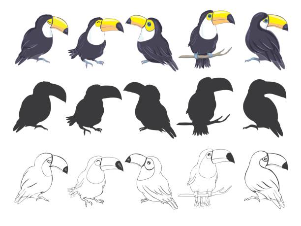 toucan bird graphic set toucan bird graphic set sketch and silhouette black parrot stock illustrations