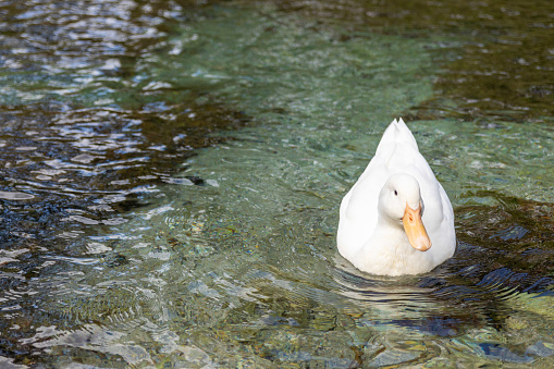 A duck swimming the Comal River at Landa Park in New Braunfels, TX