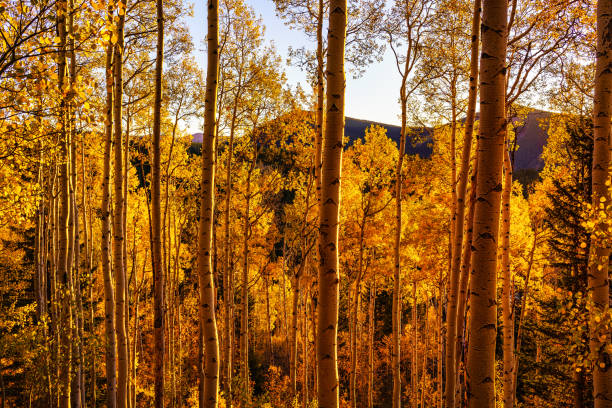 istock Aspen Trees Beautiful Scenic Landscape 1284657982